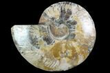 Cut Ammonite Fossil (Half) - Deep Crystal Pockets #97748-1